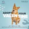 Adopt Your Valentine at Pacific Mall Tagore Garden